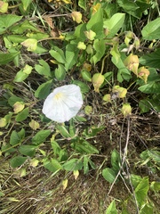 Calystegia macrostegia macrostegia