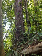 Couratari scottmorii