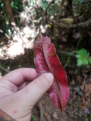 Couratari scottmorii