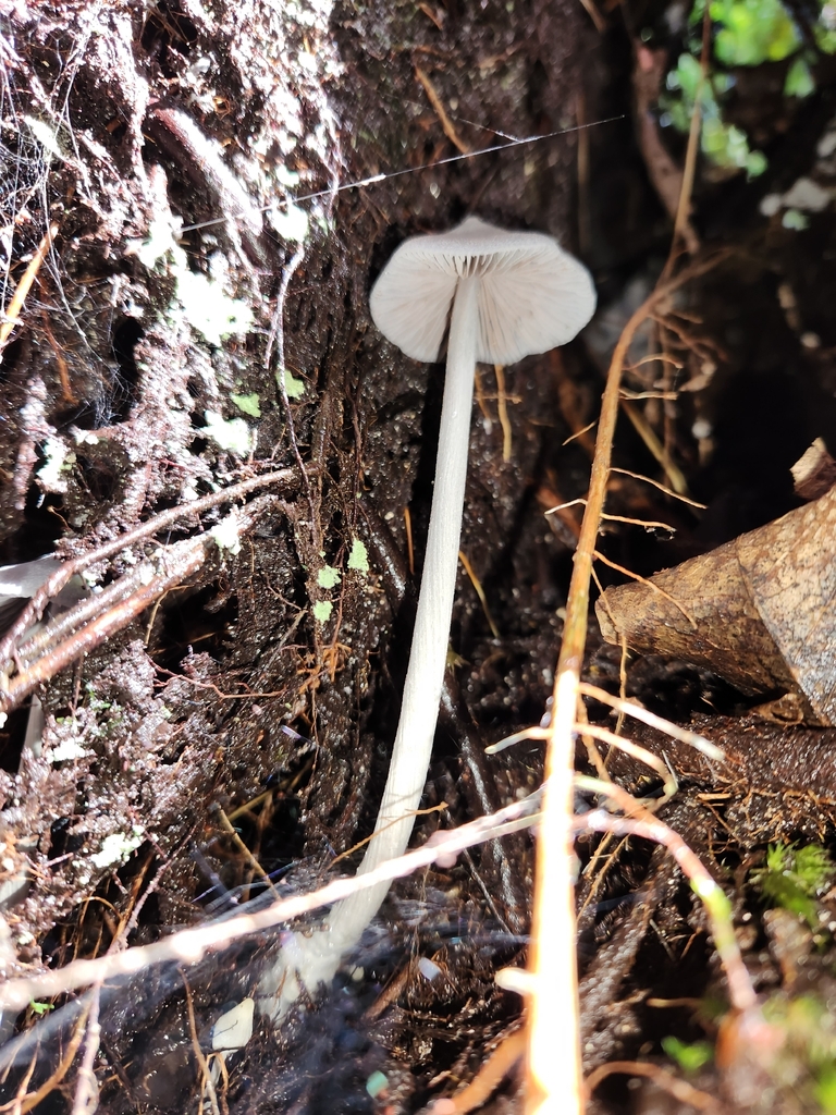 Entoloma canoconicum · April 2026 · photo: © archie_tarn (iNaturalist, cc-by)