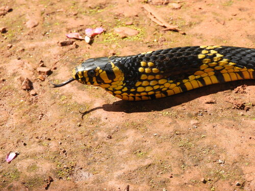 Chicken Snake