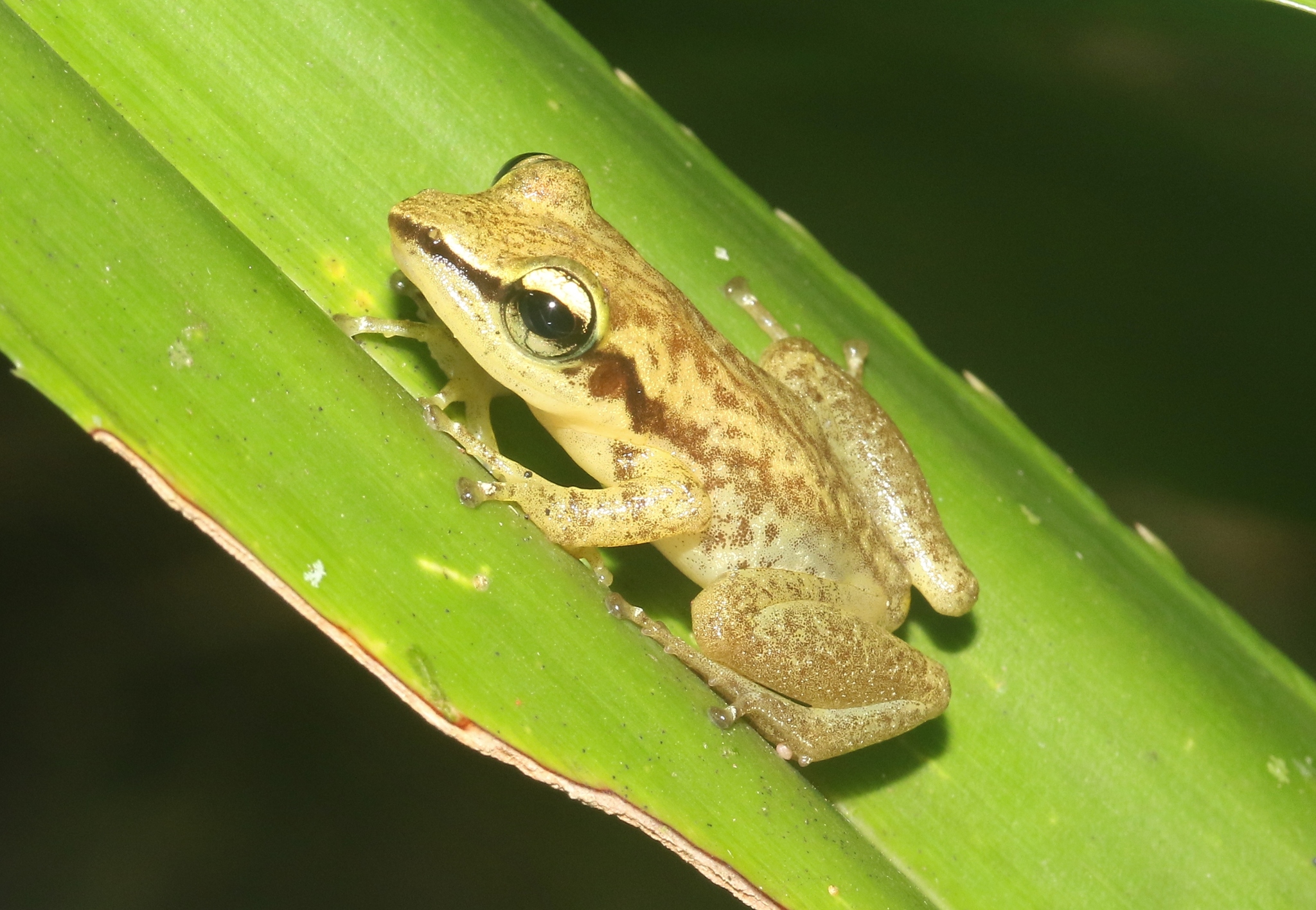 Watterson's Tree Frog