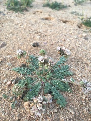 Phacelia arizonica