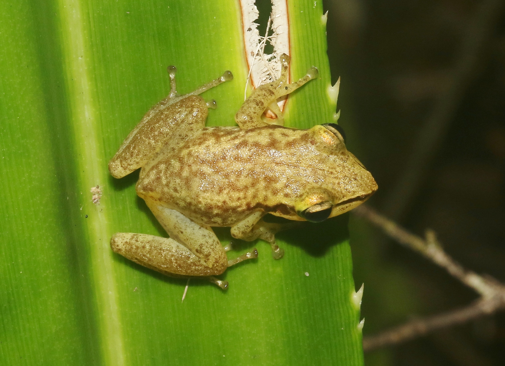 Watterson's Tree Frog photo 2