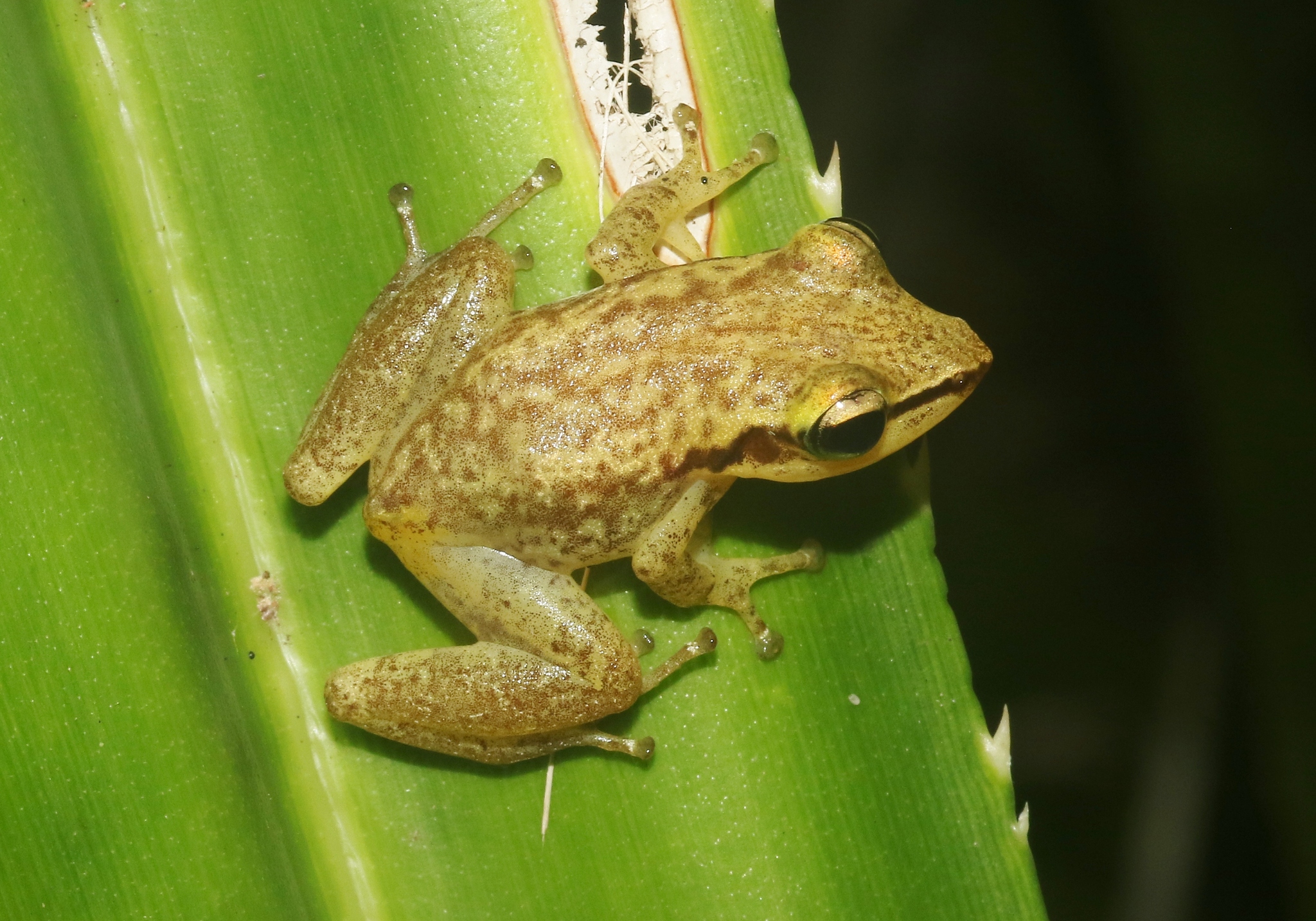 Watterson's Tree Frog photo 3