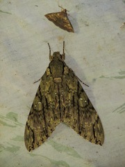 Cocytius lucifer