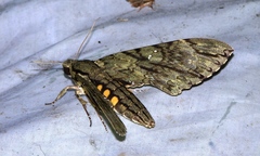 Cocytius lucifer