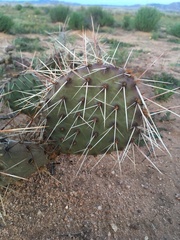 Opuntia tortispina