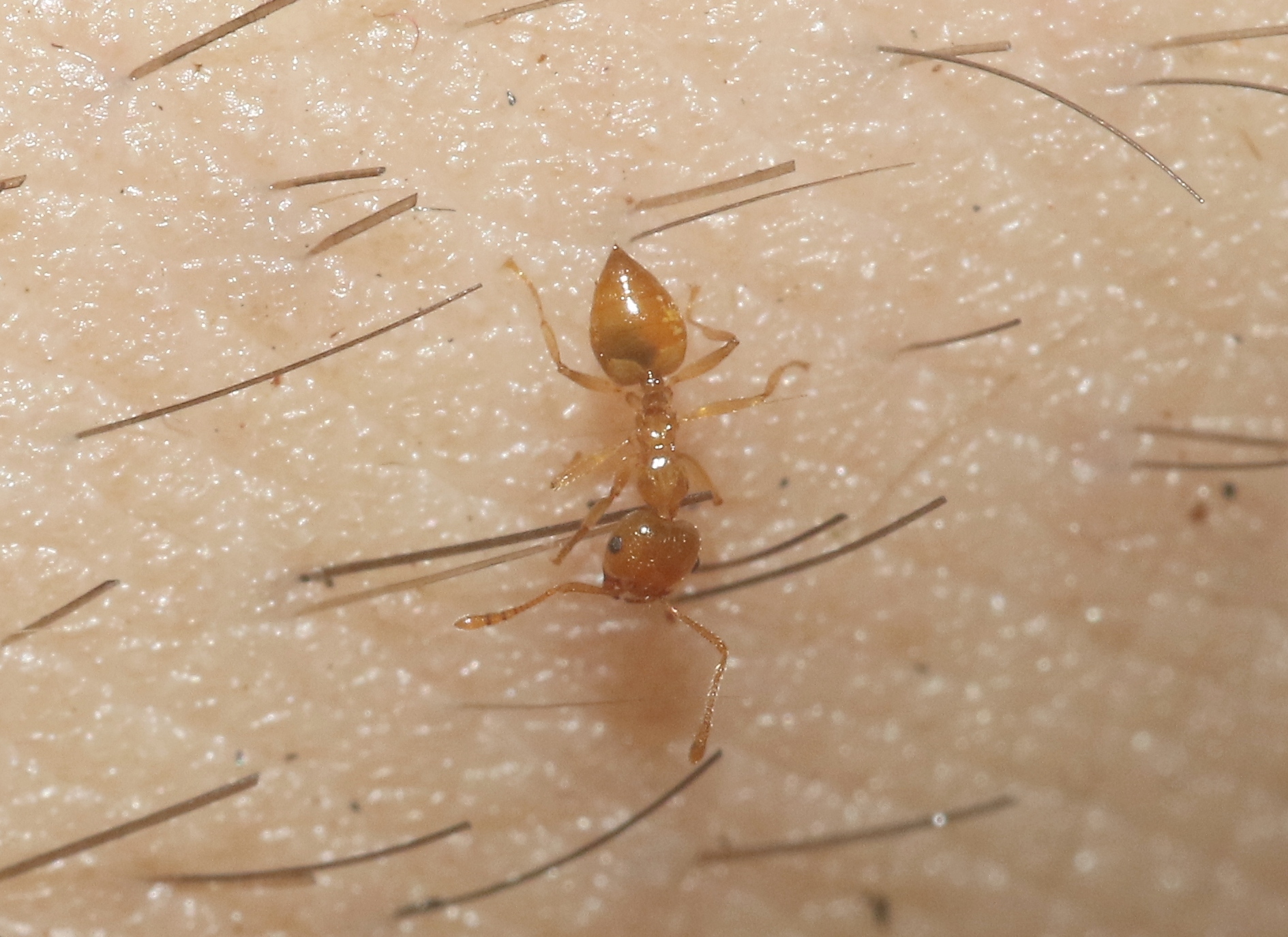 Crematogaster madecassa