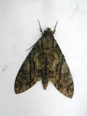 Cocytius lucifer