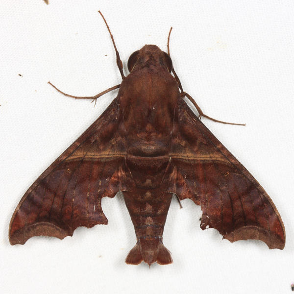 Swift-winged Sphinx