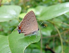 Satyrium kingi