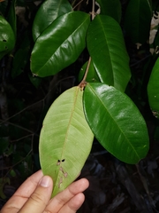 Calyptranthes chytraculia