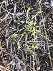 Euphorbia ipecacuanhae