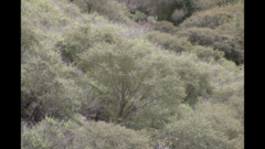 Ceanothus verrucosus