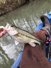 Micropterus henshalli