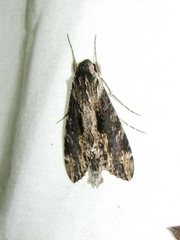 Erinnyis oenotrus