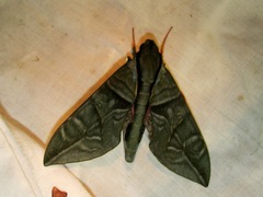 Eumorpha phorbas