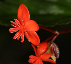 Begonia urticae