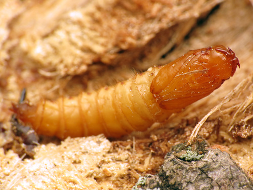 Xylophagidae