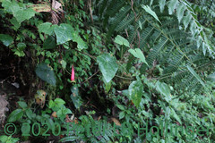 Tropaeolum adpressum