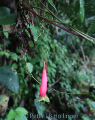 Tropaeolum adpressum