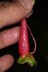 Tropaeolum adpressum