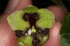 Tropaeolum adpressum