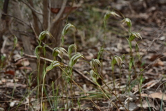 Pterostylis ampliata