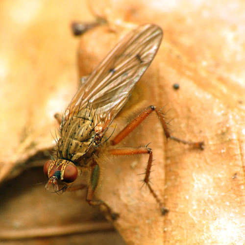 Furcate Dung Fly photo 5