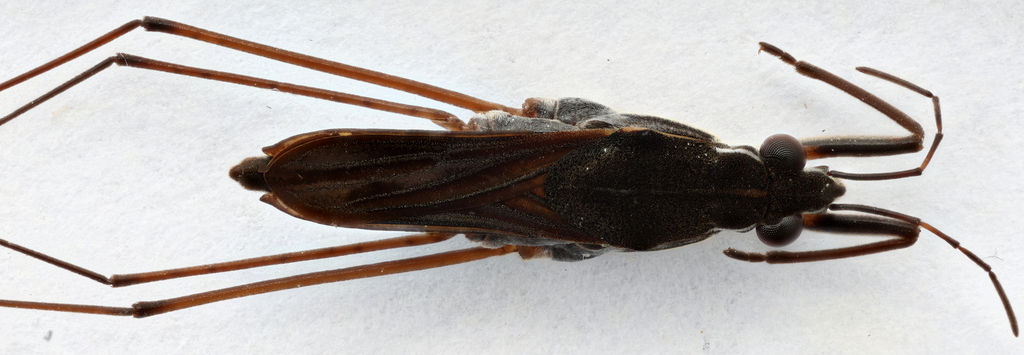 Gerris argenticollis