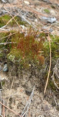 Ceratodon
