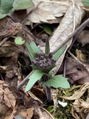 Cardamine douglassii