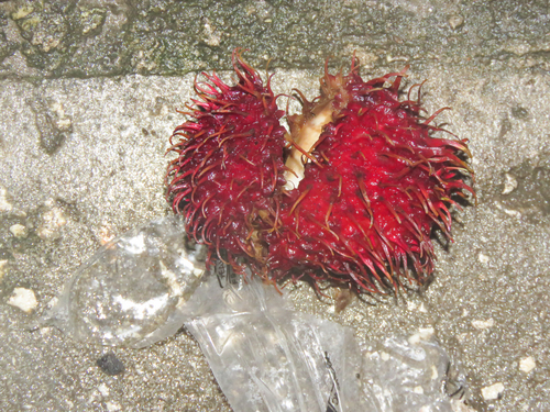 Une autre photo de Rambutan