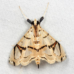 Conchylodes graphialis