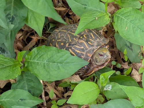 Ornate Box Turtle observed by krb57610