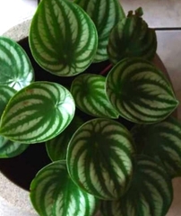 Peperomia argyreia