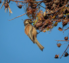 Poecile rufescens