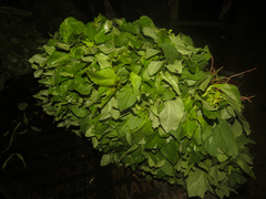 Angiospermae
