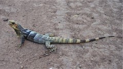 Ctenosaura melanosterna