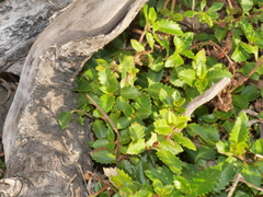 Gonocarpus aggregatus