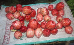 Angiospermae
