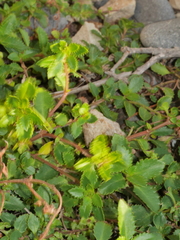 Gonocarpus aggregatus