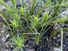 Pseudanthus pimeleoides