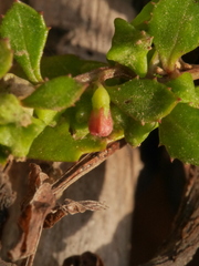 Gonocarpus aggregatus