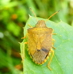 Peribalus strictus strictus