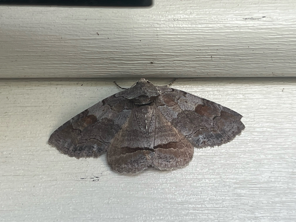 Zale Moths in April 2026 by Matthew · iNaturalist