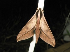 Xylophanes cyrene