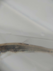 Pimephales notatus