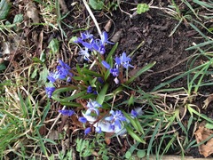 Scilla